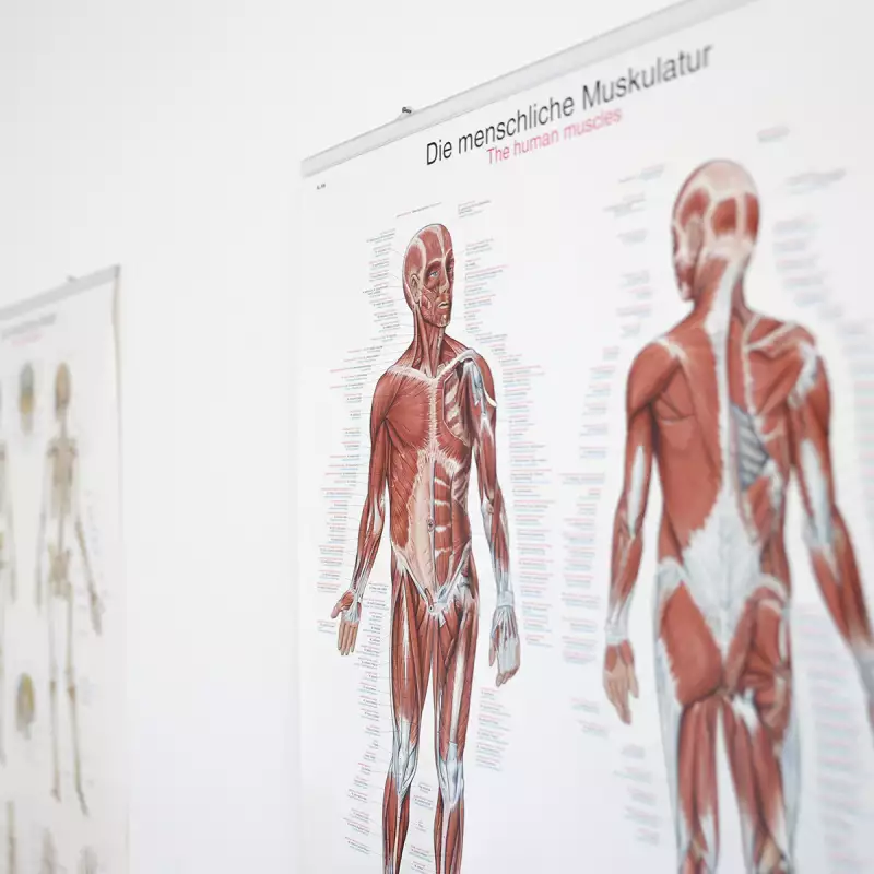 Reha-Zentrum Mainz - Muskulatur